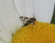 Urophora quadrifasciata